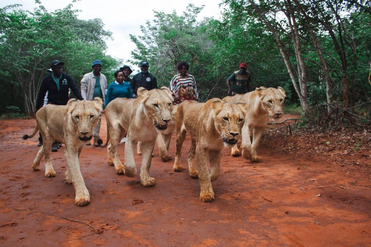 Lion Walk